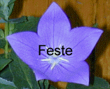  Feste 