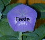  Feste 