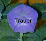  Trauer 